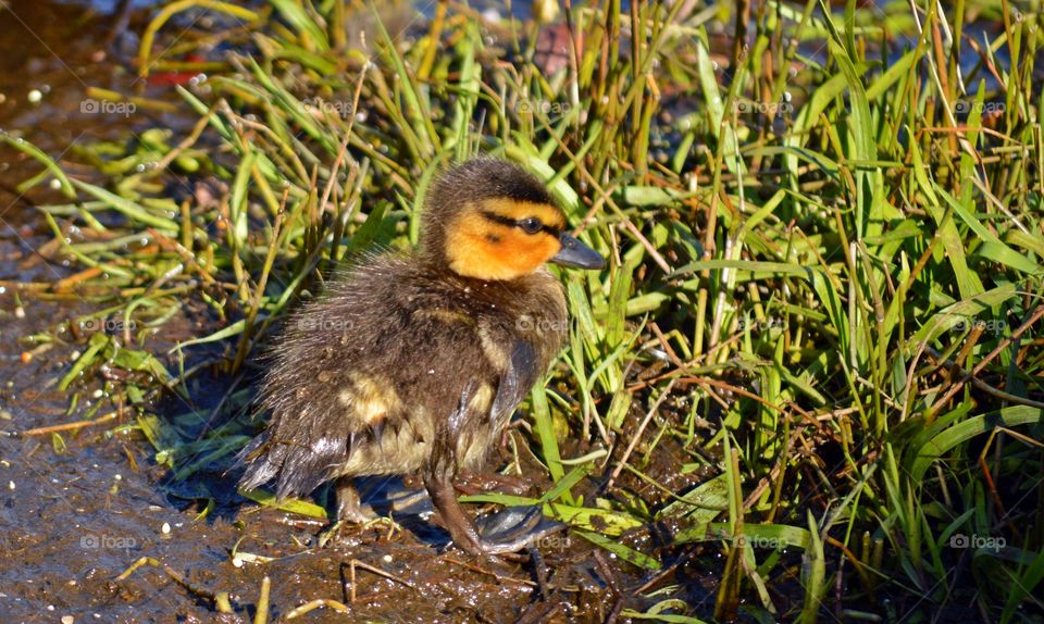 Baby duckling