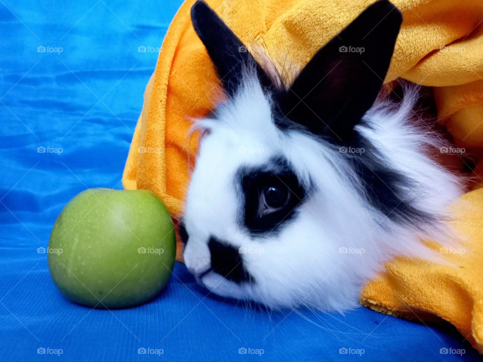 decorative rabbit and apple