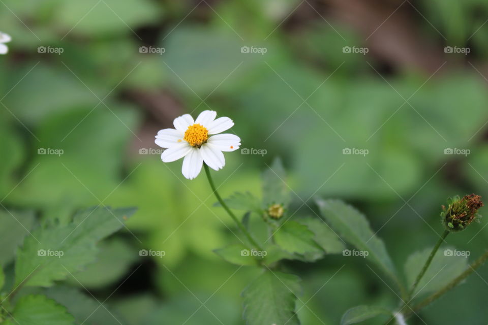 single white flower