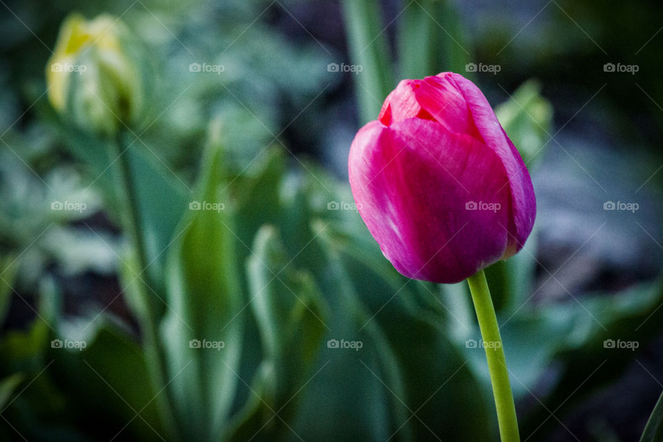 Tulips in the Spring
