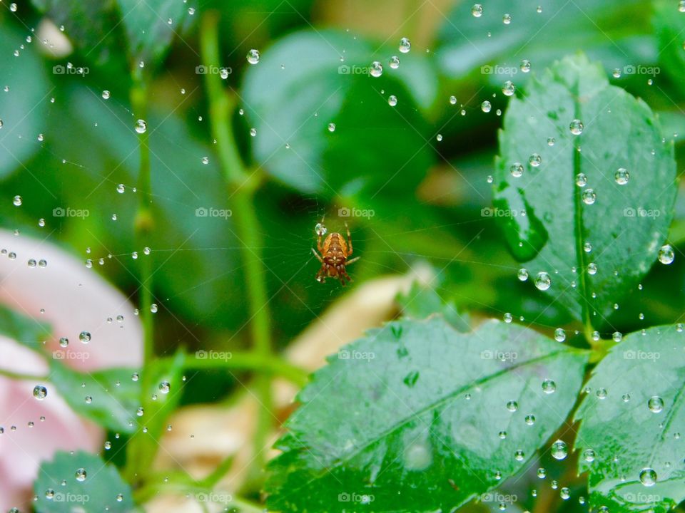 Orange spider relaxing on his web on a wet morning