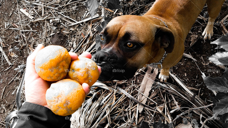 Cão cheirando frutos.