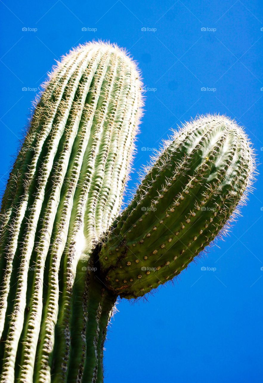 Cactus