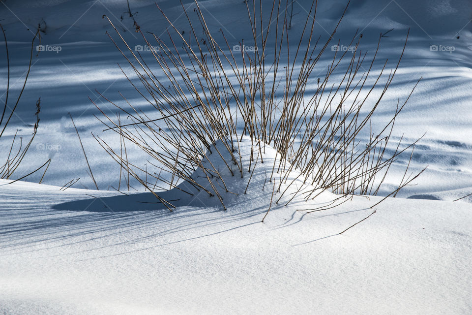 Dry bush in snow