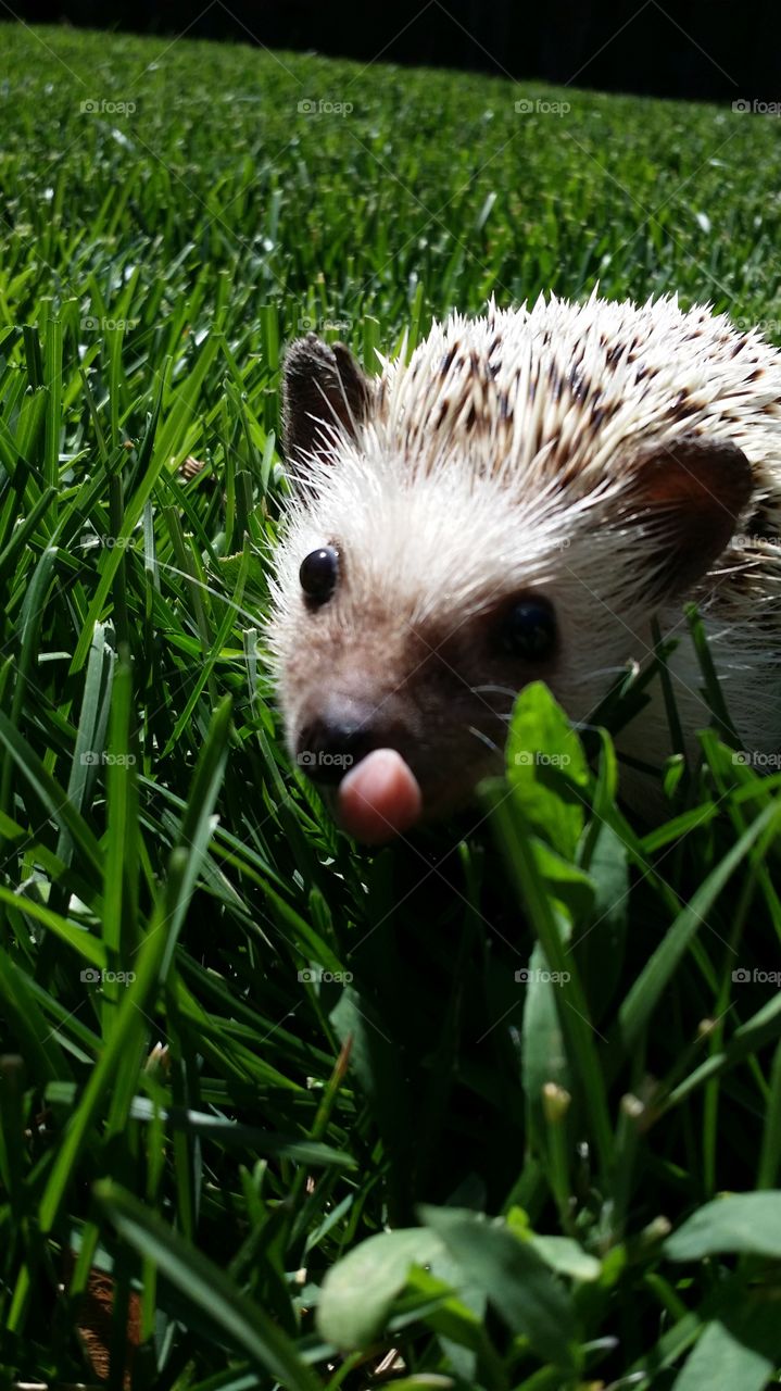 Silly Hedgehog. Marilyn Pearl being silly!