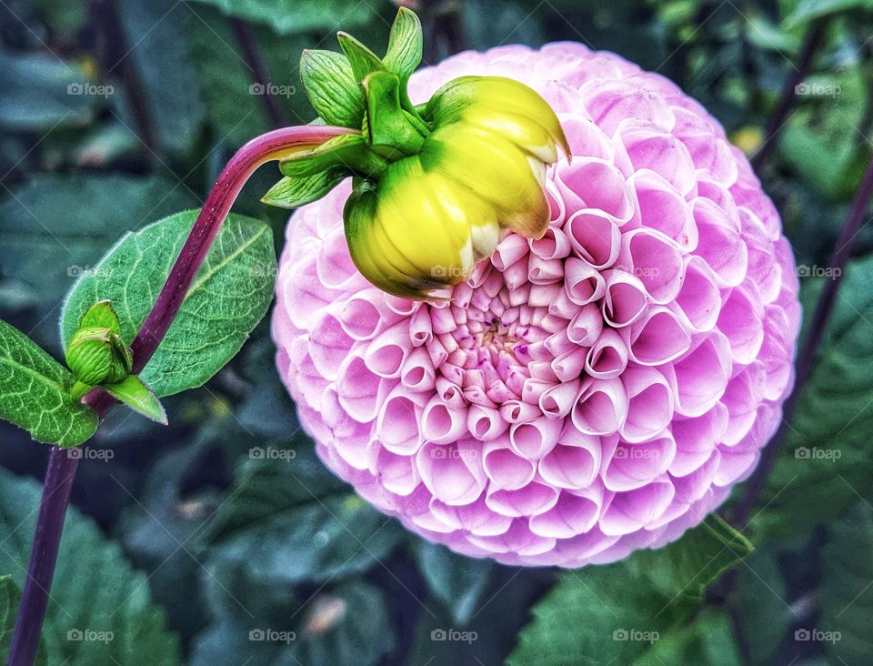 A beautiful pink dahlia in bloom and one about to bloom.