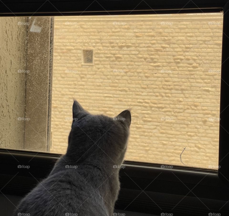 Cat by the window