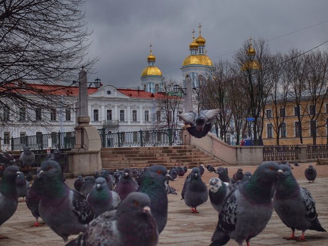 Pigeons. 