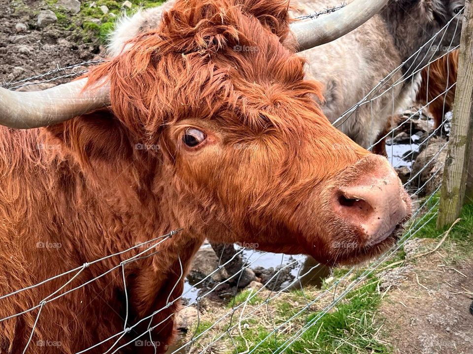 Highland cattle