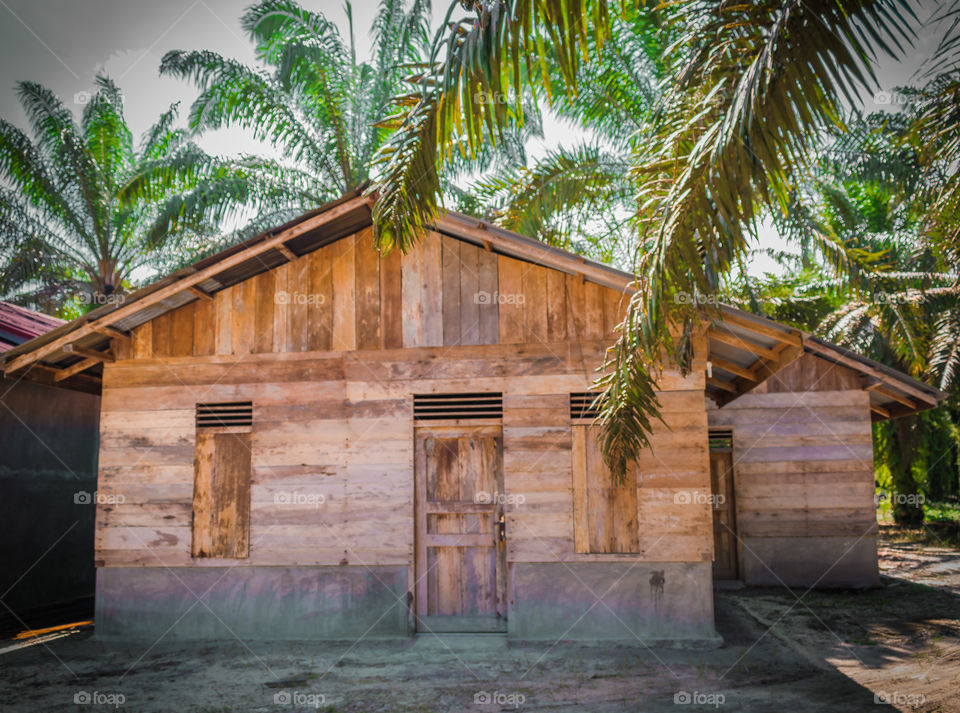 A House In The Palm Plantations