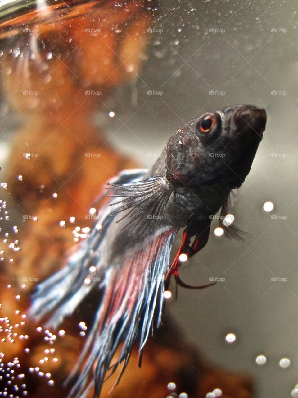 Beta Fish