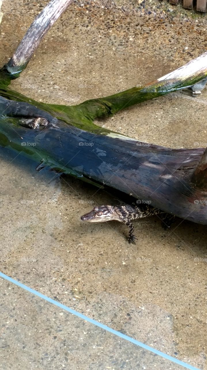 an alligator at under a log at York Wild Kingdom in Maine