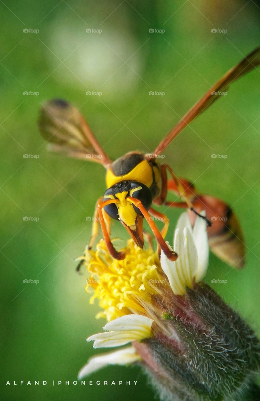 Wasp javket