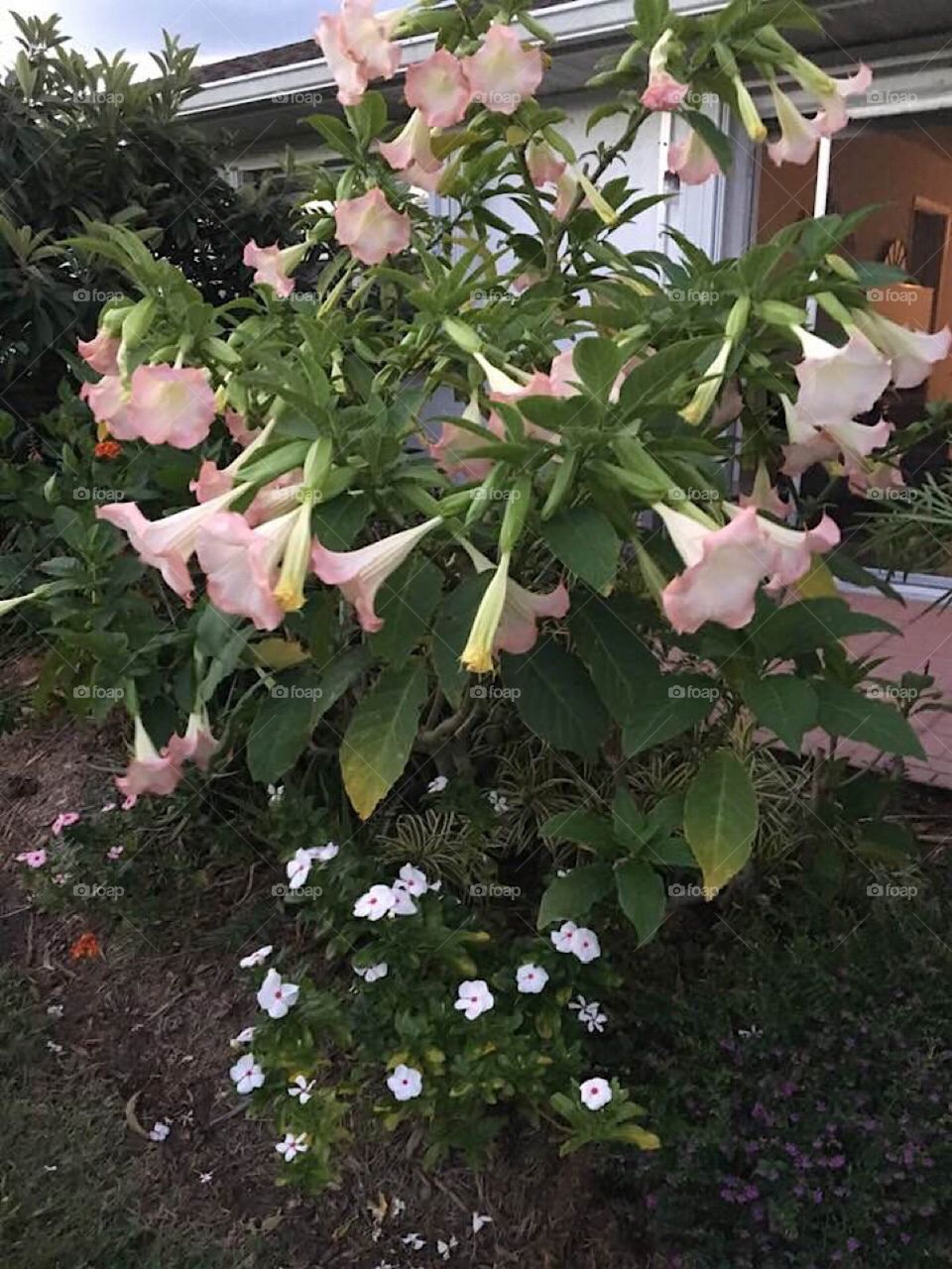 Beautiful flowering outdoor plant