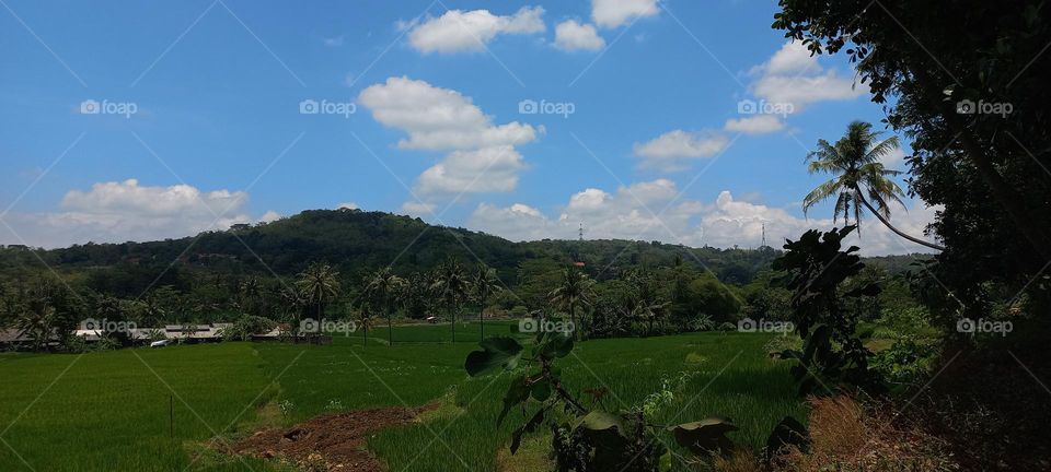 View of rice fields and surrounding hills at noon