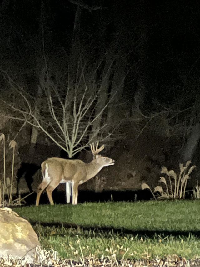 What the buck