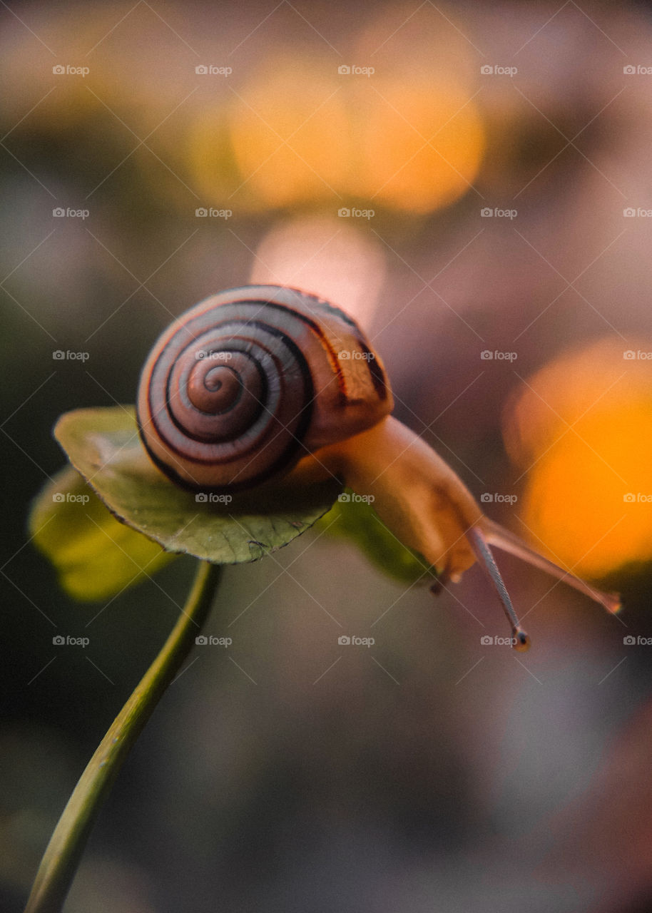 snail sits on a clover