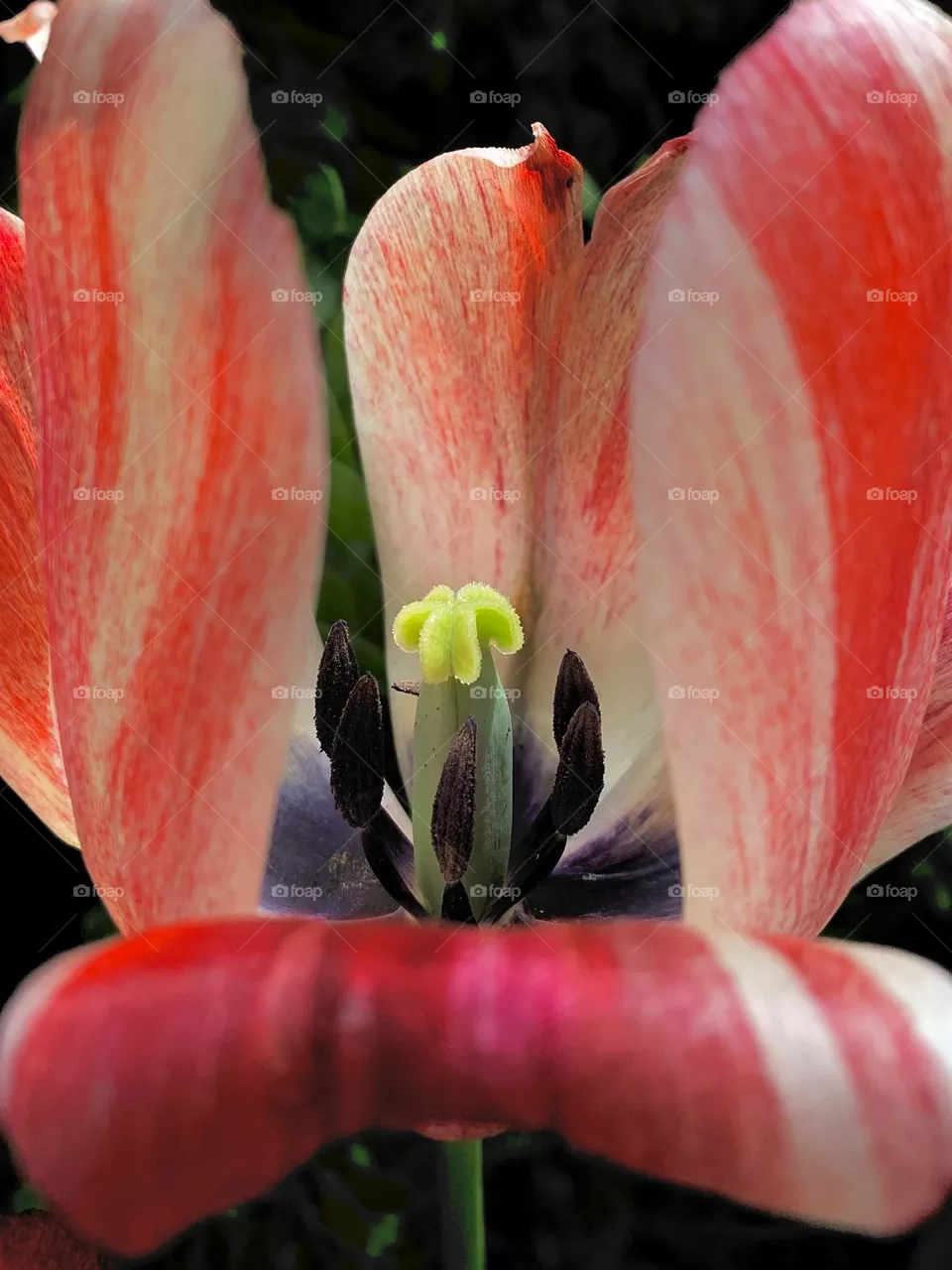 Blooming Flower 