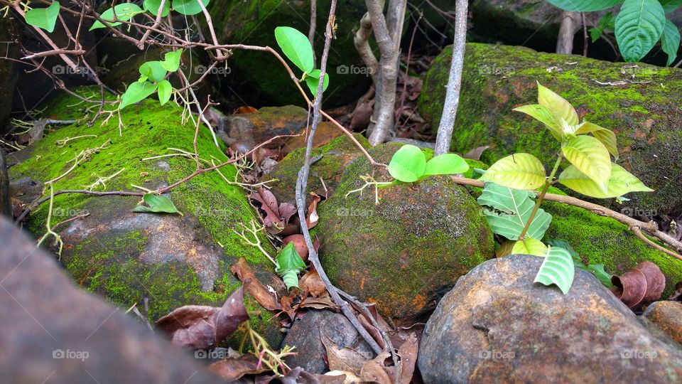Rochas vegetais, minérios. Pedras com cores de metais. Matas, rios, ilhas. Fenômenos da natureza. Belezas de nosso planeta.