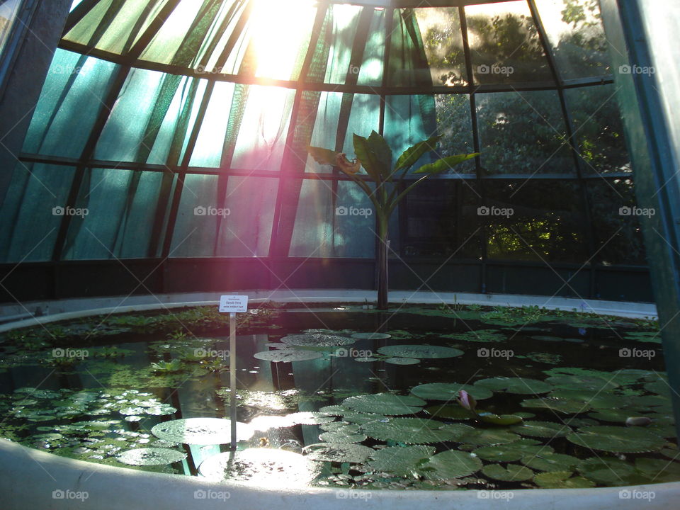 Water Lily Greenhouse