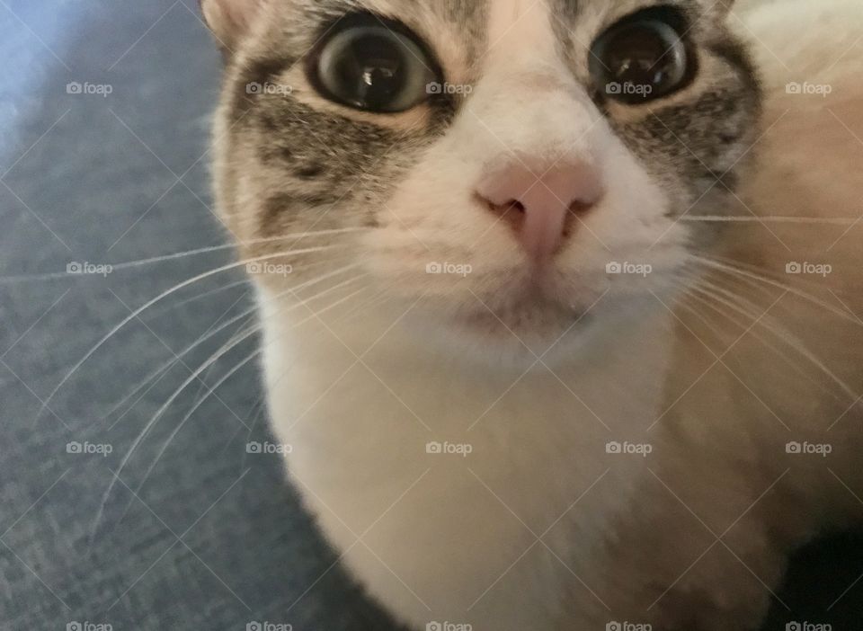 Super cute cat Neve looking surprised