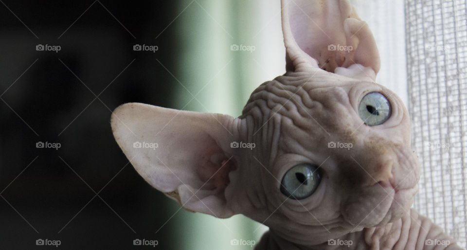 Portrait of sphinx cat