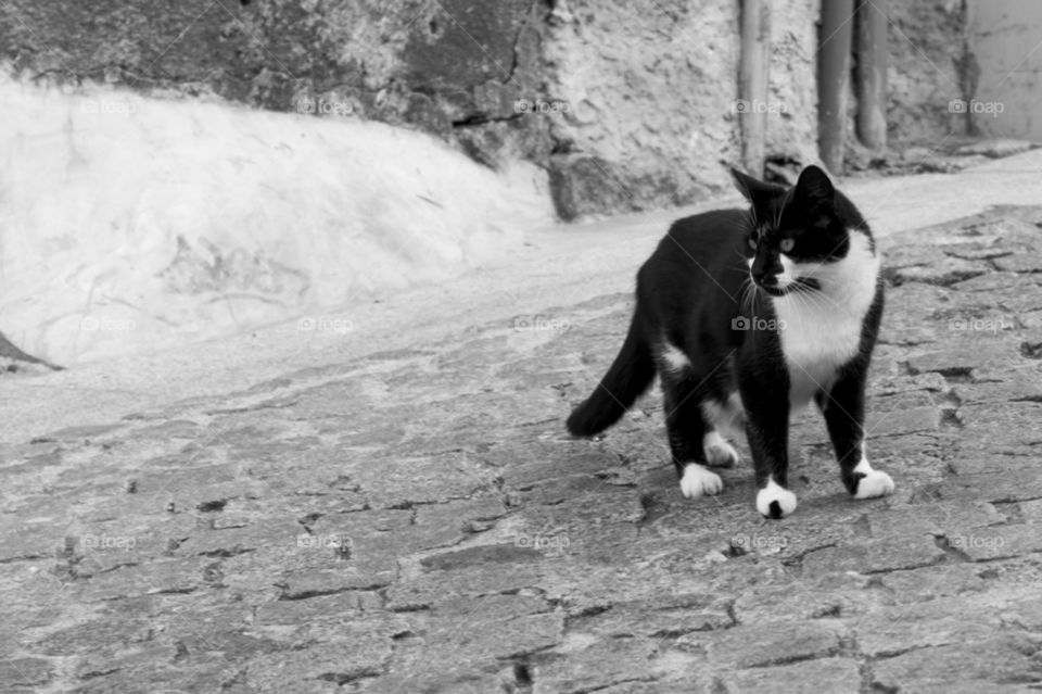 cat in street 