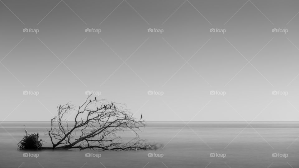 Dead tree in black and white 