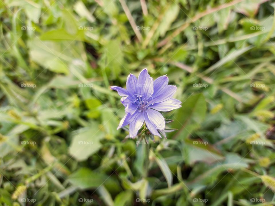 Chicory flower.