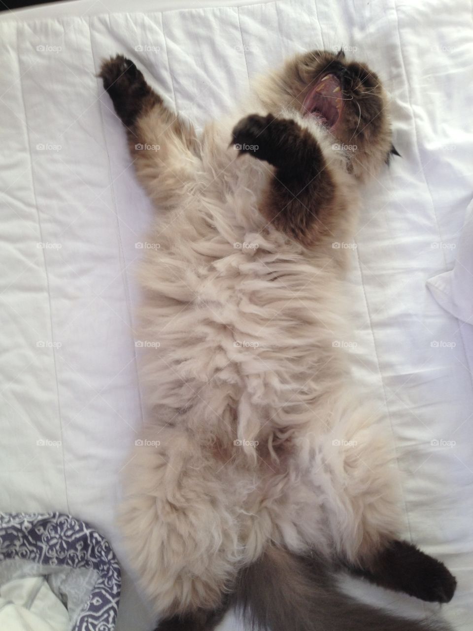 Blue eyed Himalayan cat stretching out on the bed yawning during another lazy day.