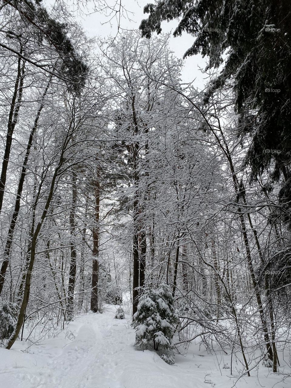 Forest in winter