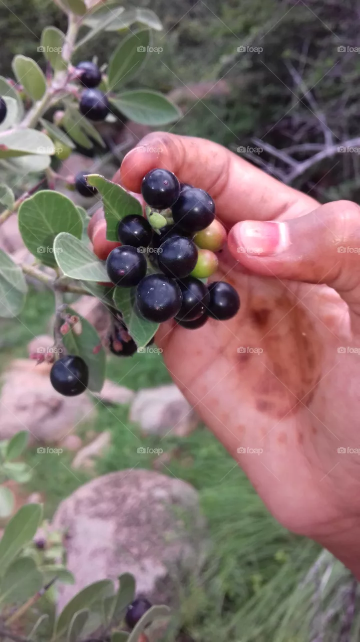 juicy fruits