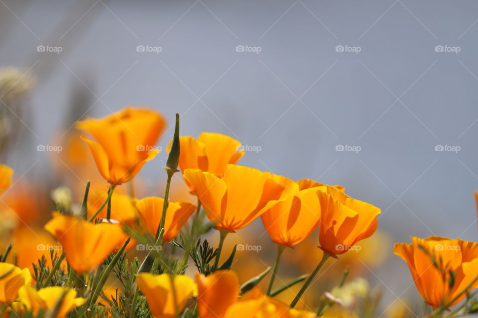Orange Indian poppy flowers 