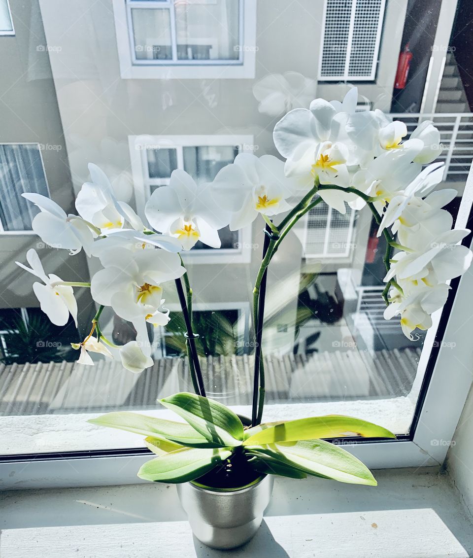 My beautiful orchid plant, white, bright and happy. I put it at the window for sunlight. It needs to photosynthesize. 