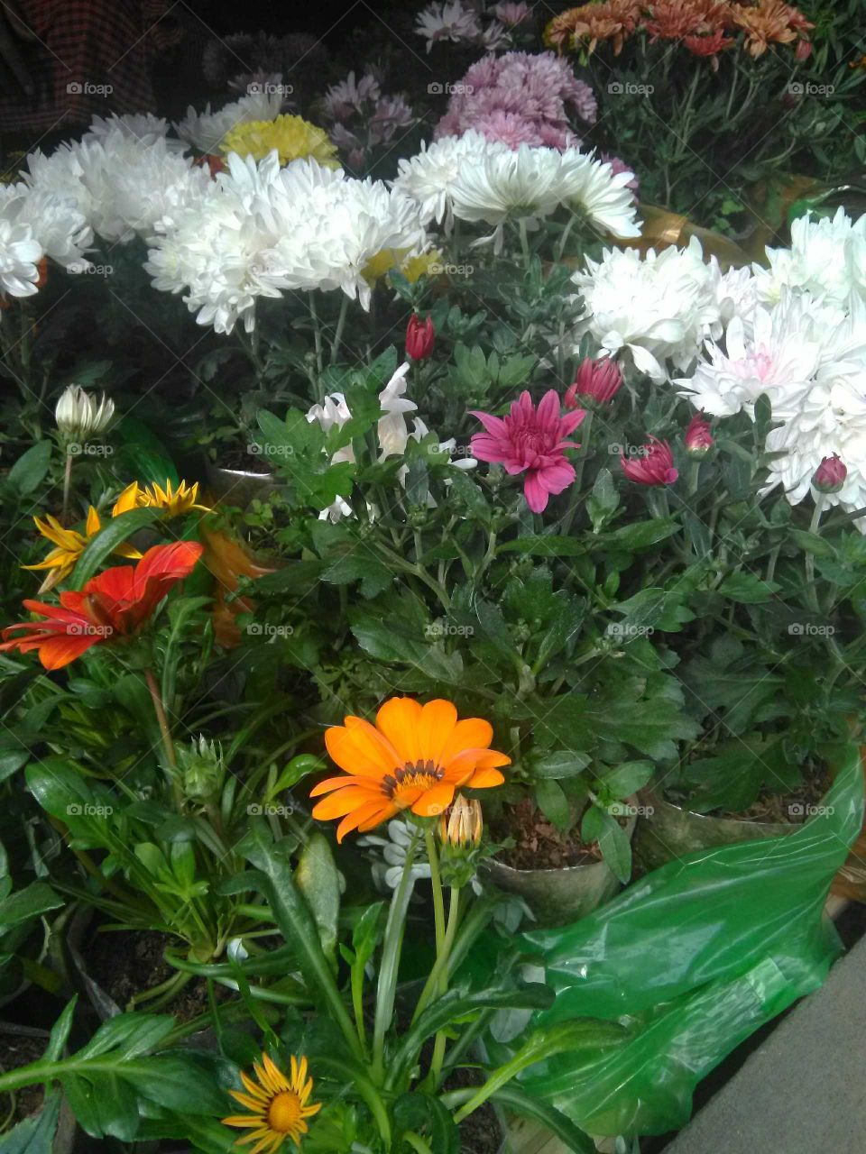 flower bunch