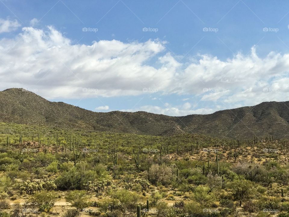 Nature - Desert Landscape 