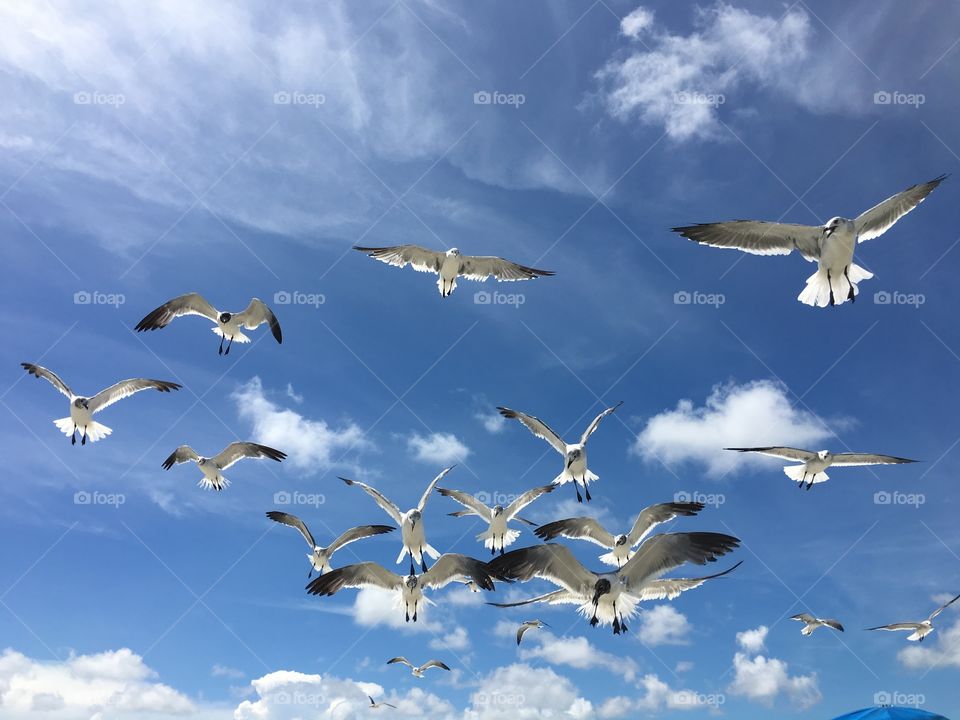Birds flying 