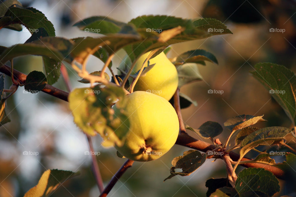 Close-up of green apples on tree