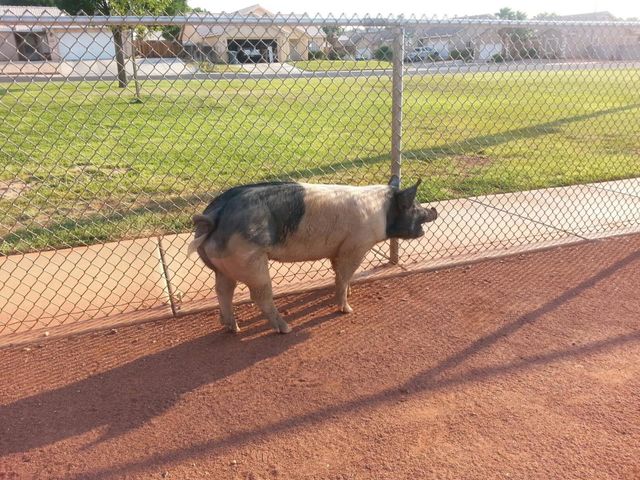 Run away pig