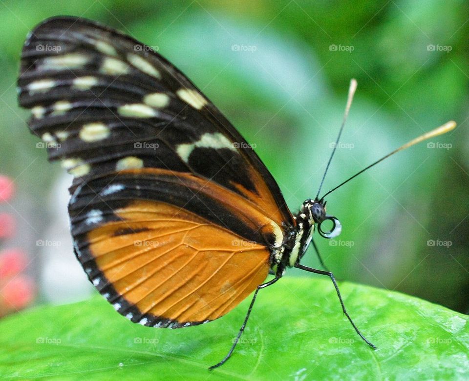 Macro butterfly