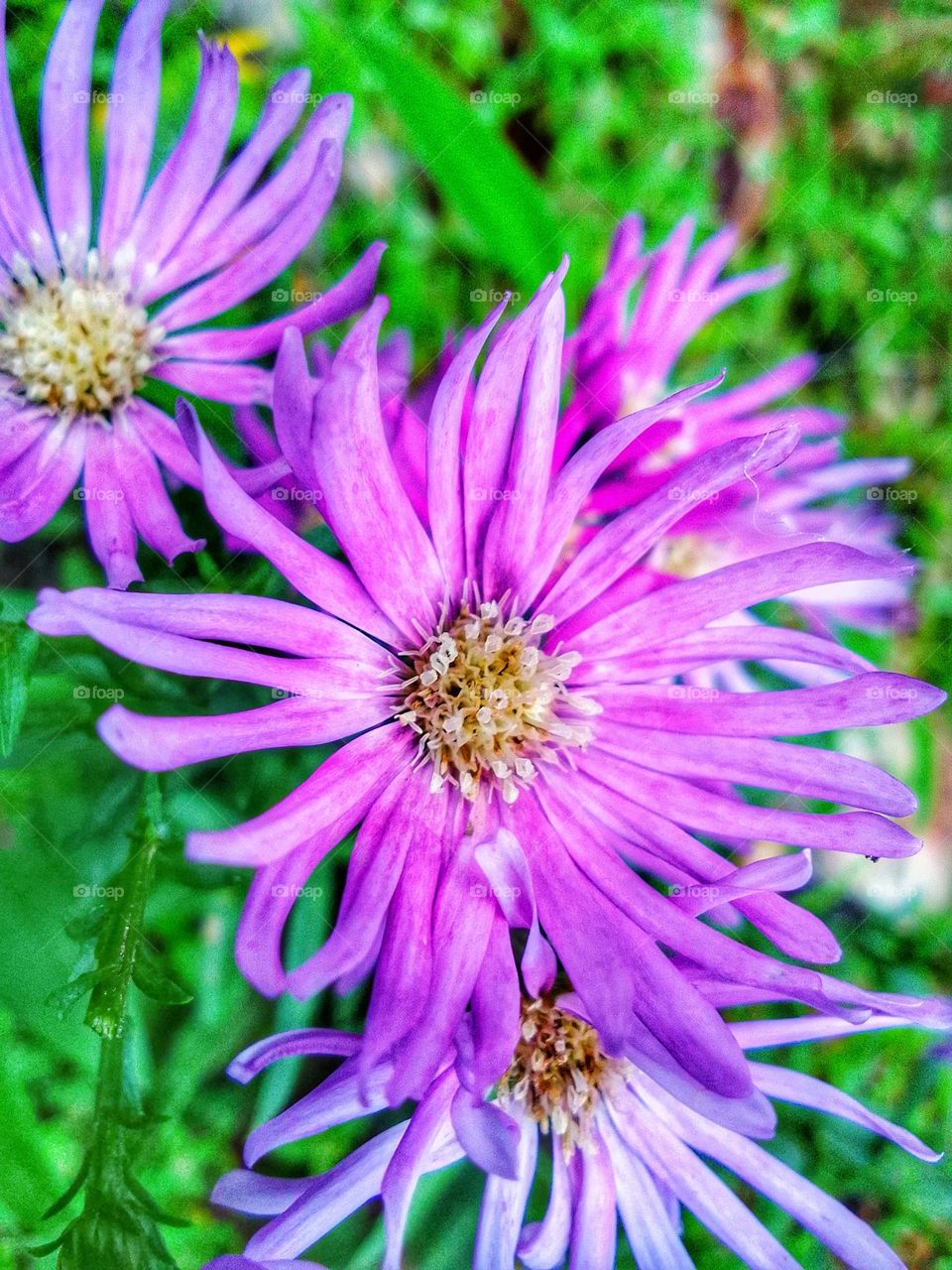 Flower beautiful 🌺