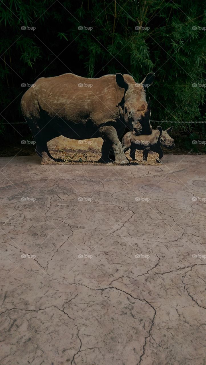 Mammal, No Person, Wildlife, Outdoors, Nature