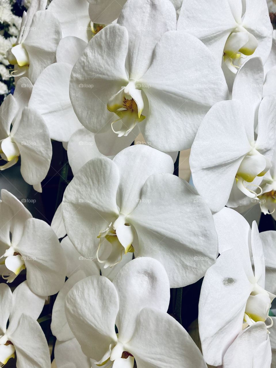 Phalaenopsis orchid
