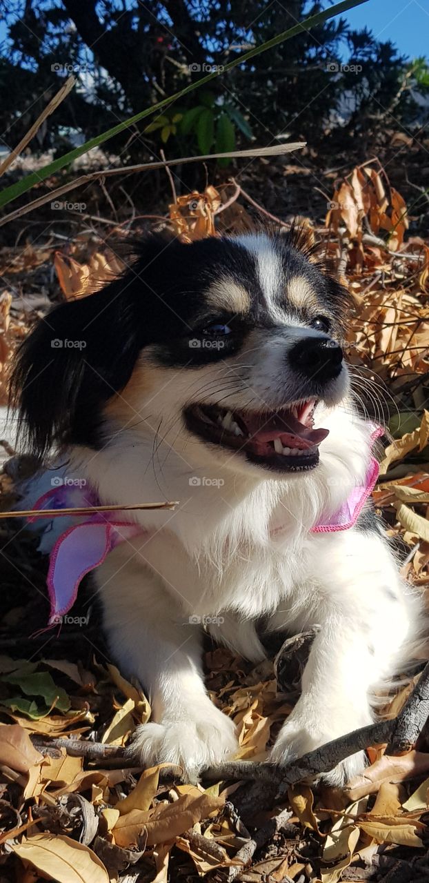 Happy Corgipoo Sunbathing