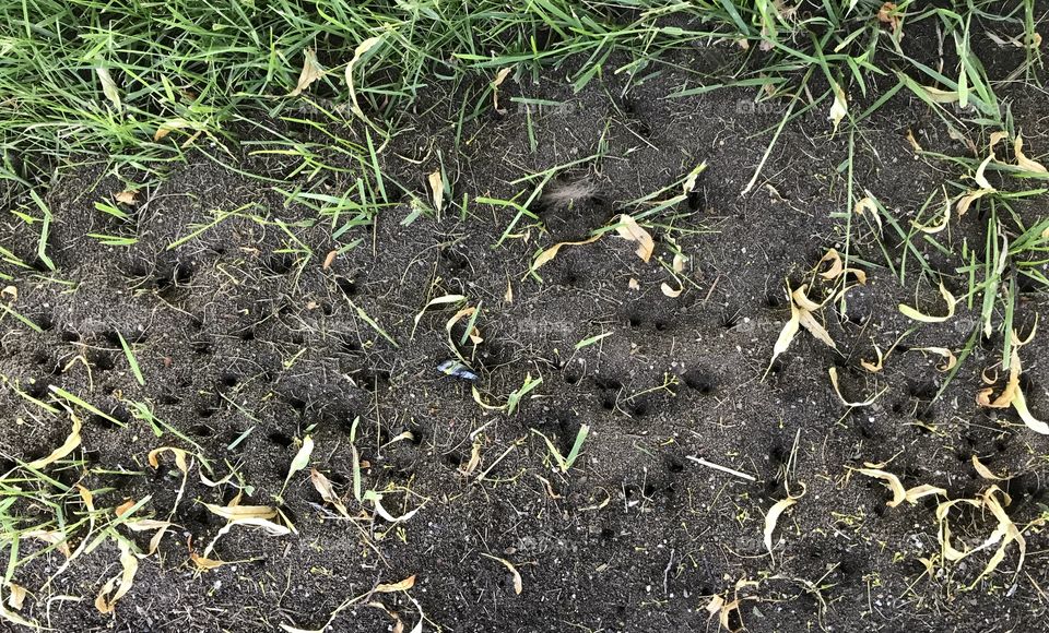 Tons of ant beds close together