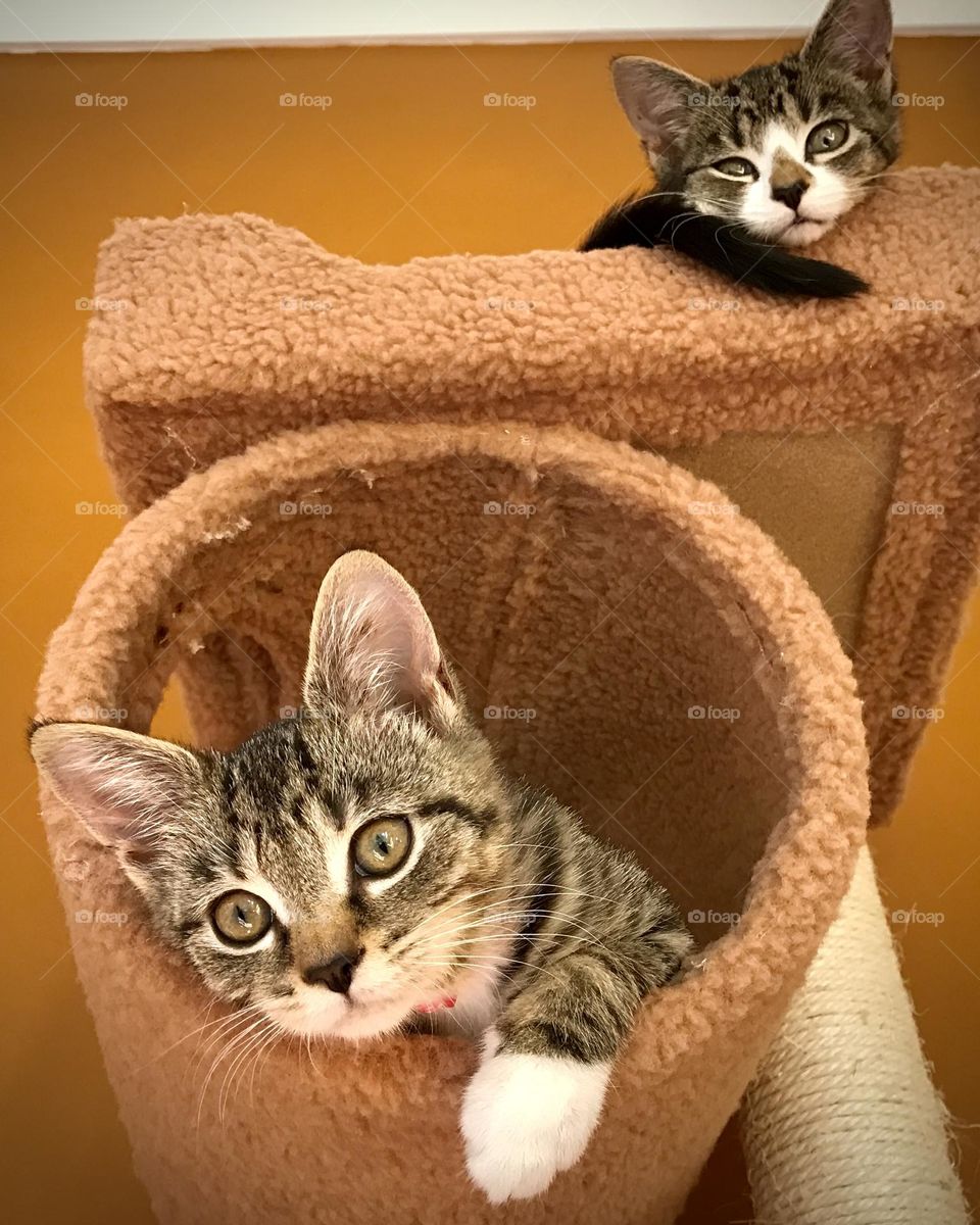Two sister tabby kittens sharing a cat tree and posing for the camera. 