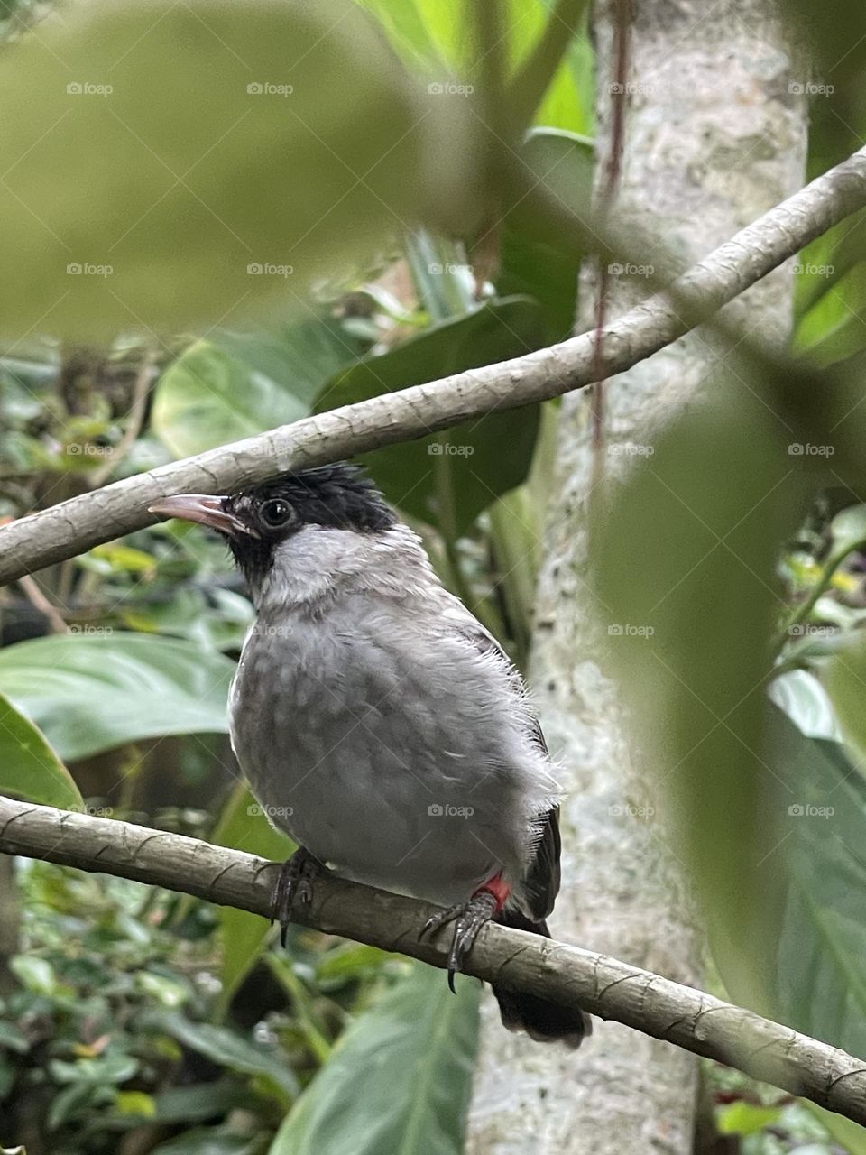 Little bird in the branch 