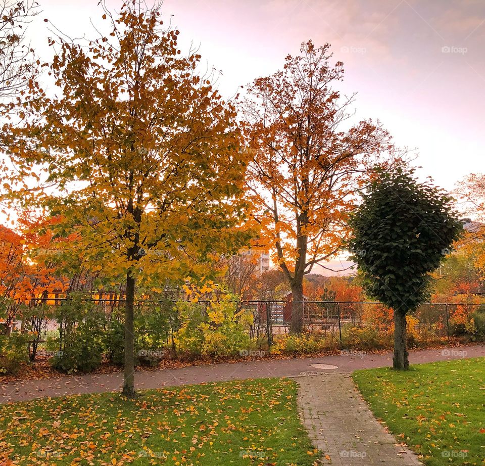 Autumn morning