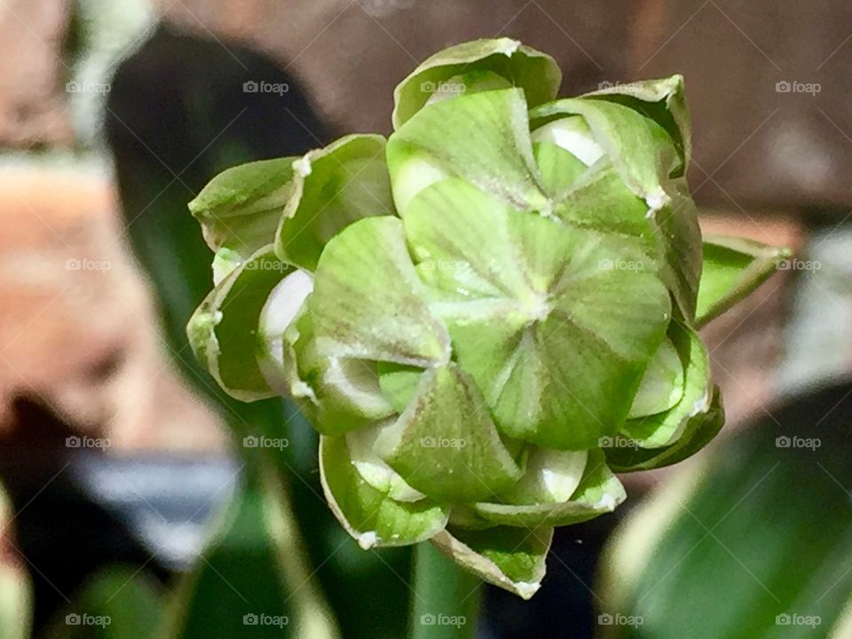 Macro Hosta flower bud 