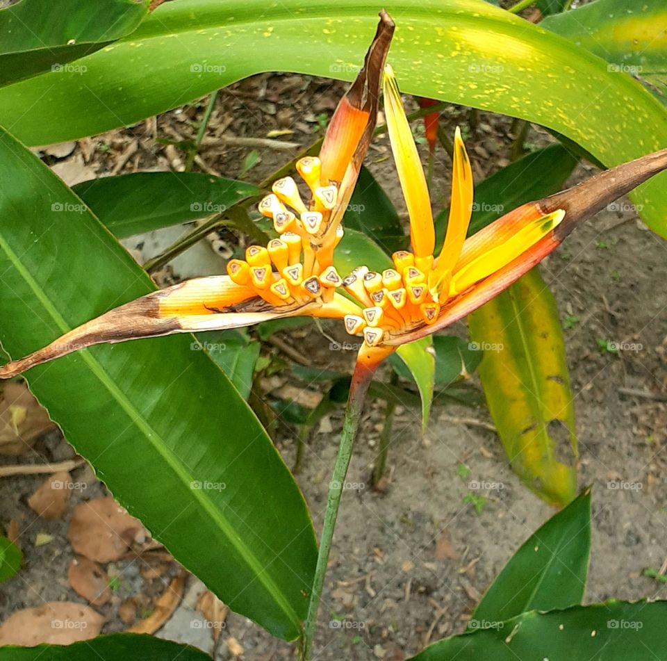 Heliconia psittacorum.